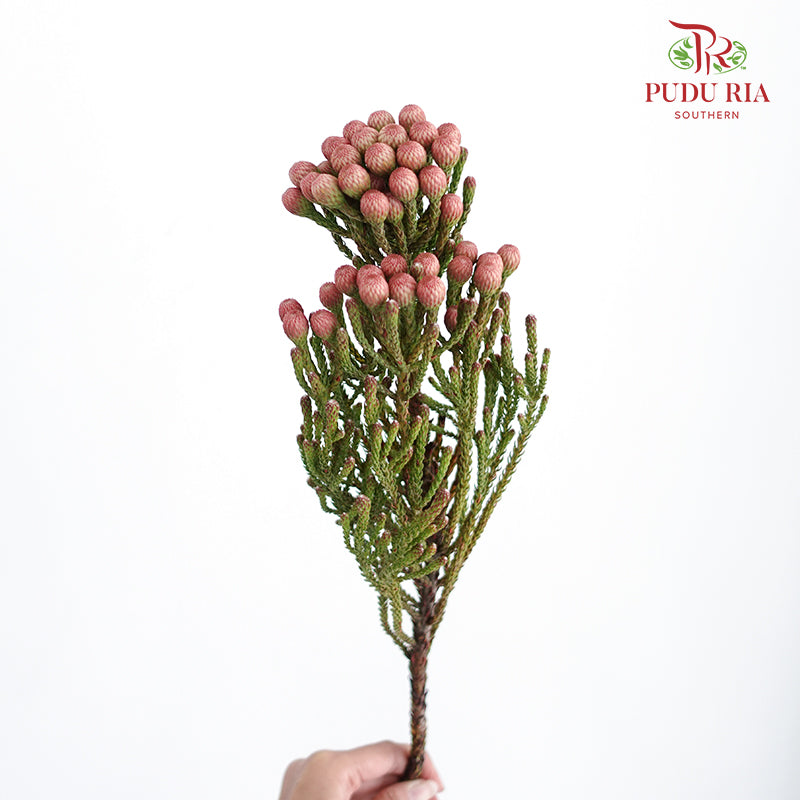 Brunia Red - 5 Stems - Pudu Ria Florist Southern