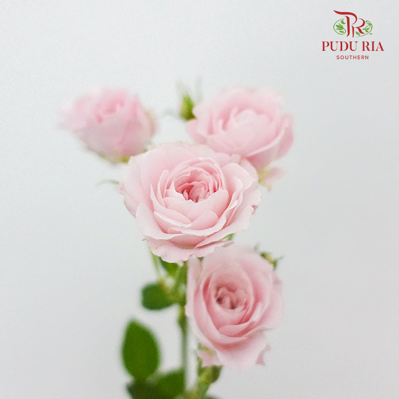 Rose Spray Kiss Of The fairy  (8-10 Stems) - Pudu Ria Florist Southern