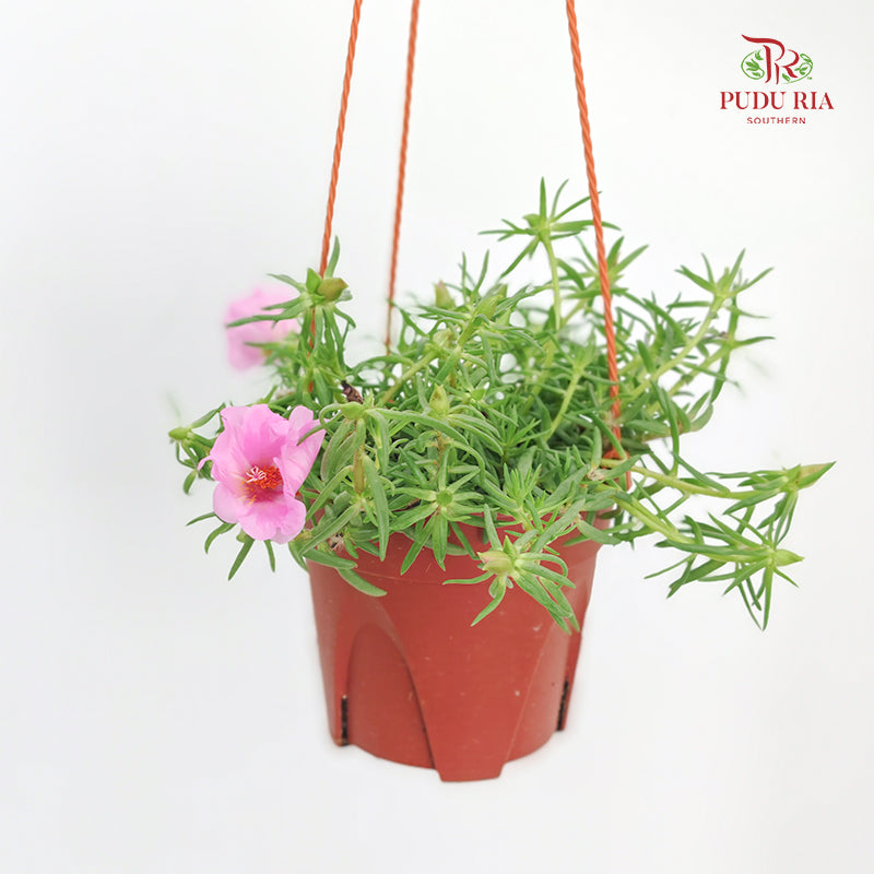 Portulaca Grandiflora (Japanese Rose)