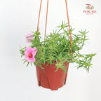 Portulaca Grandiflora (Japanese Rose)
