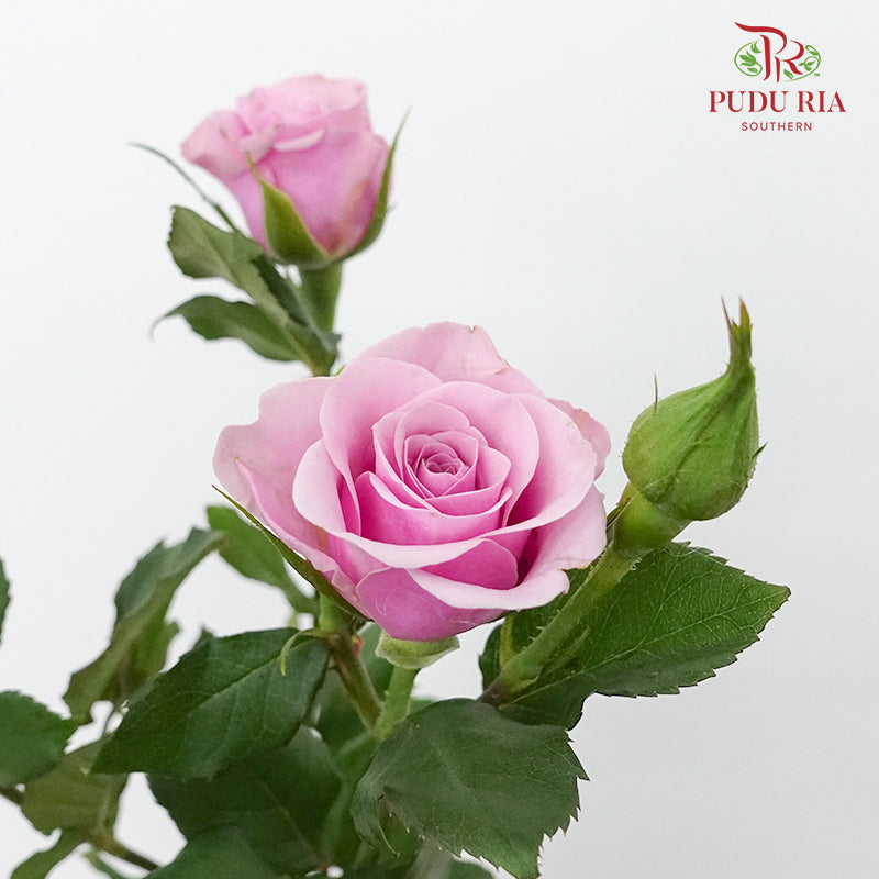 Rose Spray Nola (8-10 Stems) - Pudu Ria Florist Southern