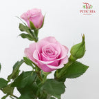 Rose Spray Nola (8-10 Stems) - Pudu Ria Florist Southern
