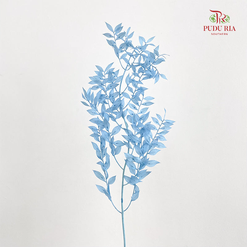 Dry Ruscus Dyed - Light Blue