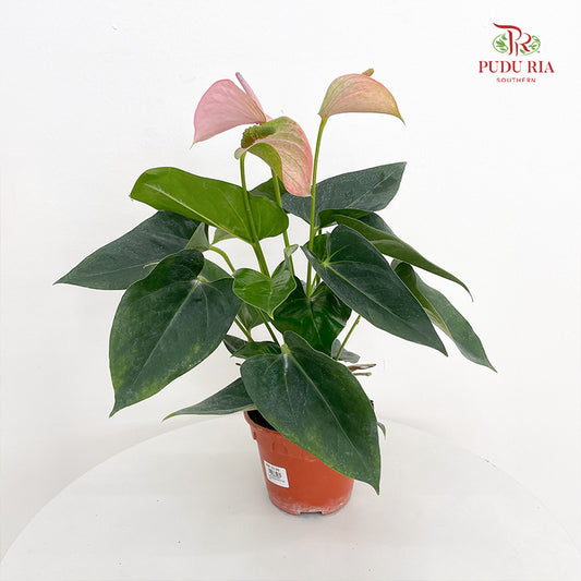 Anthurium Mix - Pink