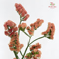 Statice (Limonium Sinuatum) Orange 勿忘我 - (5 Stems)