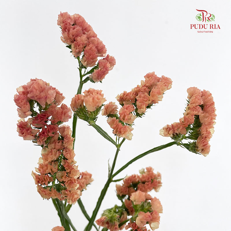 Statice (Limonium Sinuatum) Orange 勿忘我 - (5 Stems)