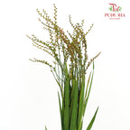 Crocosmia Berry 香鳶尾屬 - (Per Bundle)