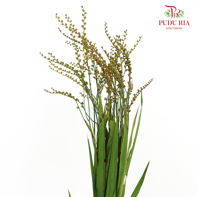 Crocosmia Berry 香鳶尾屬 - (Per Bundle)