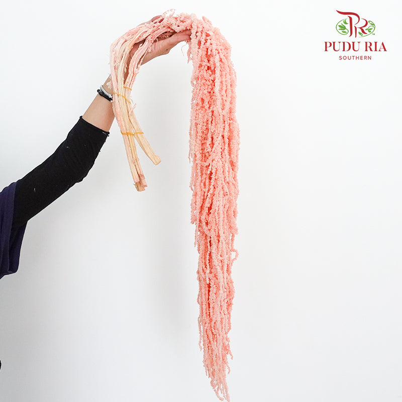 Preservative Amaranthus Pink - Pudu Ria Florist Southern