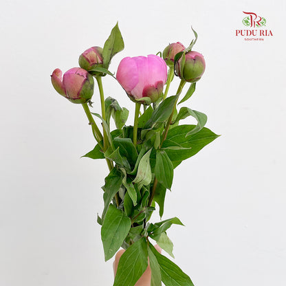 Peony Si Chuan Pink - (5 Stems)