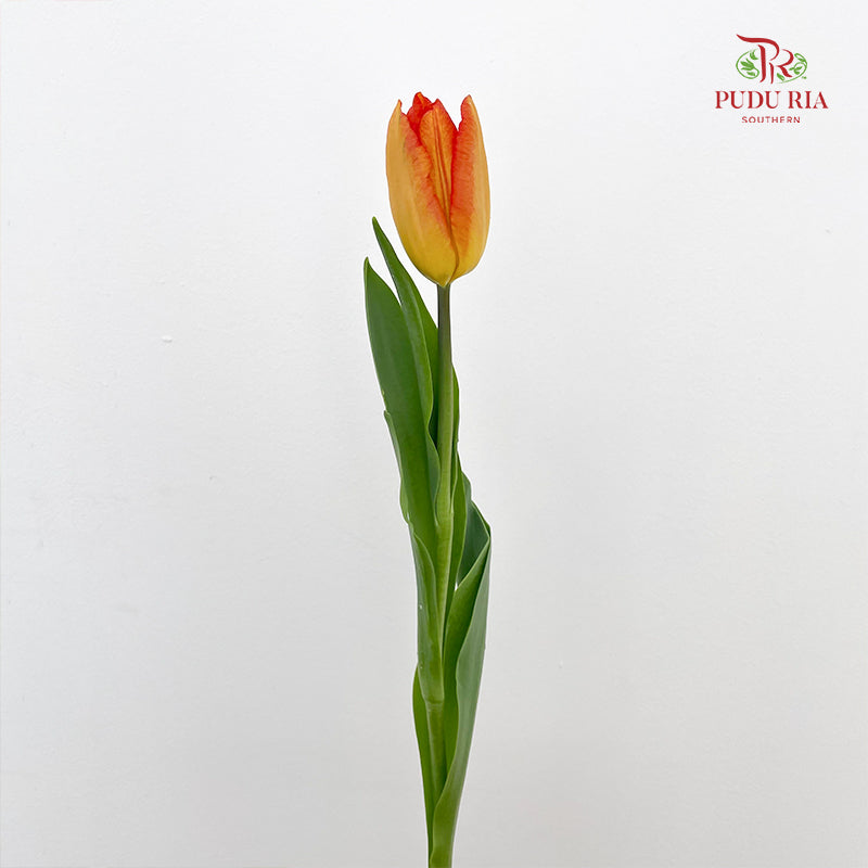 Tulip Orange 郁金香 - (8-10 Stems)