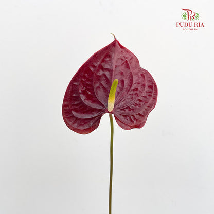Anthurium Dark Red 火鹤花 - (5 Stems)