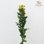 Chrysanthemum Pompom (10-12 Stems) - Pudu Ria Florist Southern