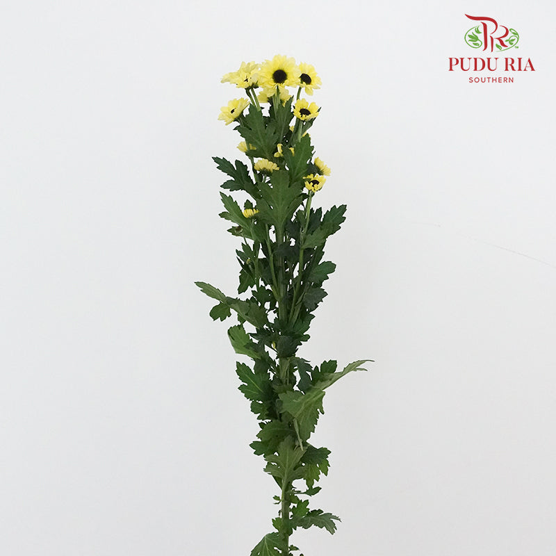 Chrysanthemum Pompom (10-12 Stems) - Pudu Ria Florist Southern