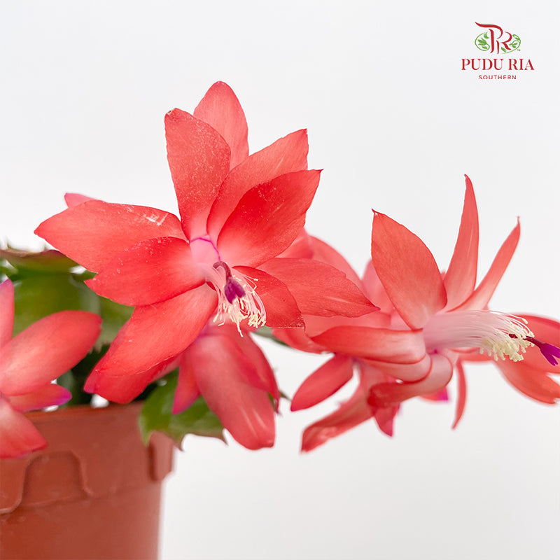 Schlumbergera P120