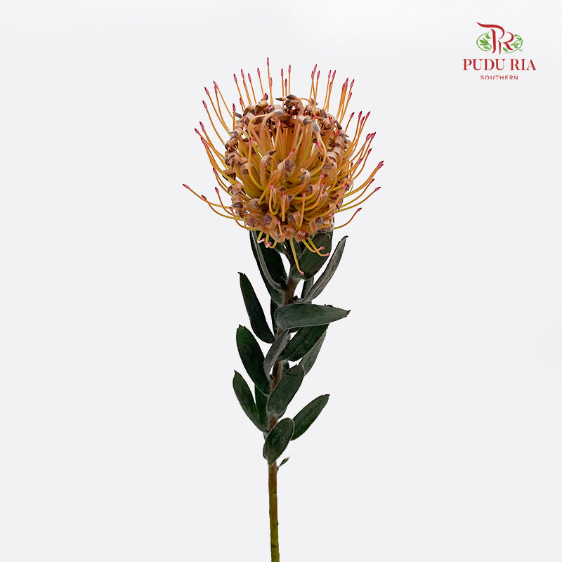 Leucospermum Orange - (2 Stems)