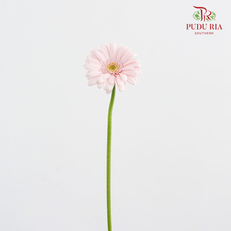 Gerbera Mini Bridal Kimsey - (5 Stems)