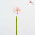 Gerbera Mini Bridal Kimsey - (5 Stems)
