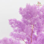 Preservative Asparagus Fern Lilac