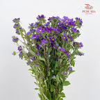 Hana Purple - (Per Bundle)