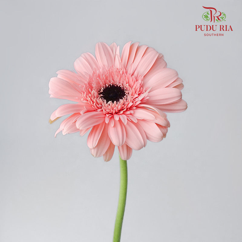 Gerbera Light Pink (8-10 Stems) - Pudu Ria Florist Southern