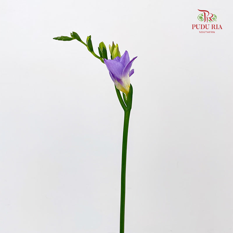Freesia Lilac - (Per Bundle)