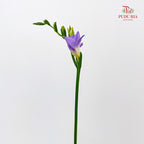 Freesia Lilac - (Per Bundle)