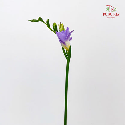 Freesia Lilac - (Per Bundle)