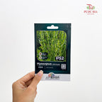 Flowers & Herbs Seeds
