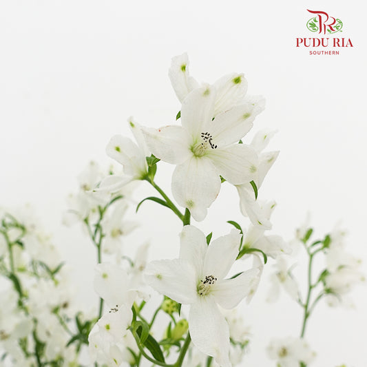 Delphinium Grandiflorum White - (2 Stems)