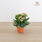 Kalanchoe Mixed (M)