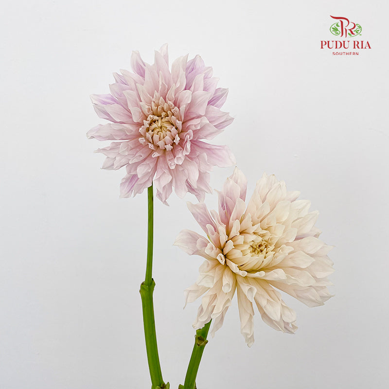 Dahlia Purple - (Per Bundle)