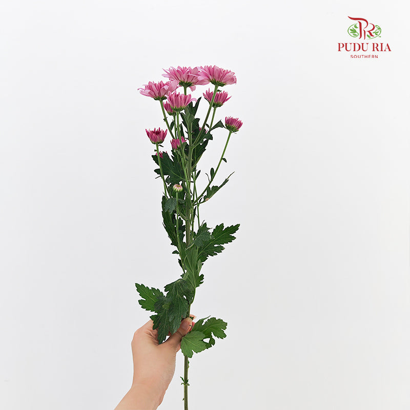 Chrysanthemum Pompom Two Tone Purple 1 - (10-12 Stems)