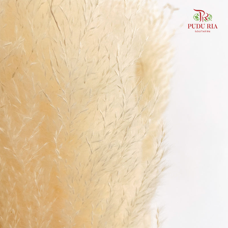 Dry Pampas Natural - Cream