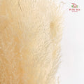 Dry Pampas Natural - Cream