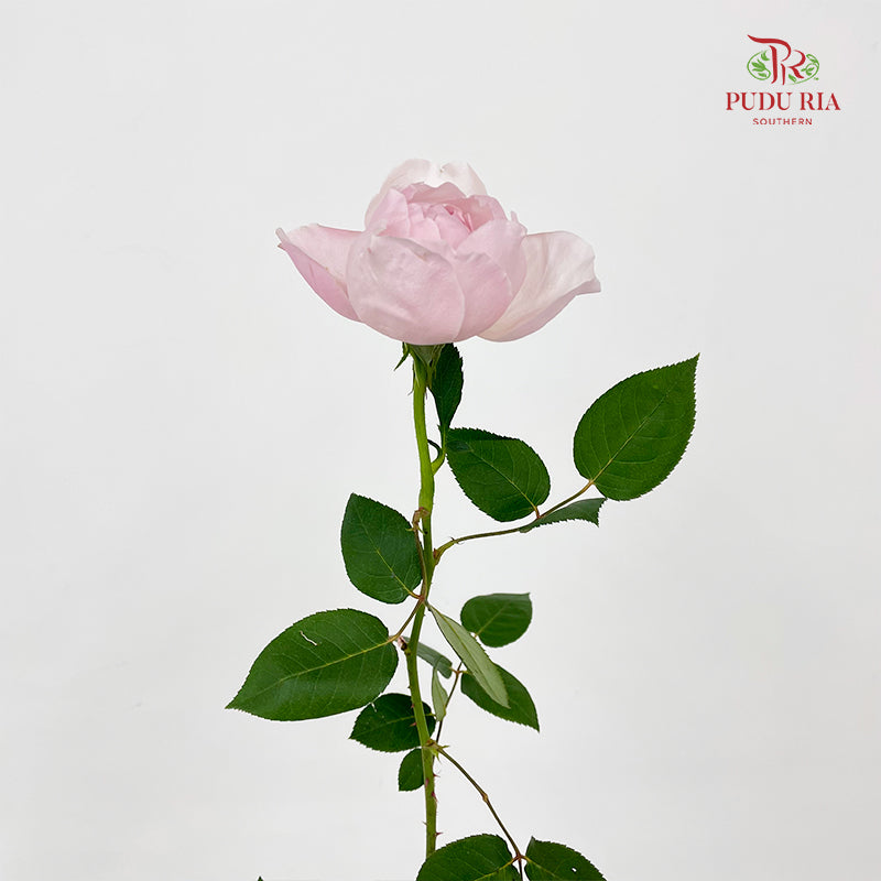 Rose Peony Pink - (10-12 Stems)
