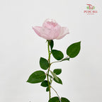 Rose Peony Pink - (10-12 Stems)