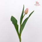 Tulip Pink 郁金香 - (8-10 Stems)