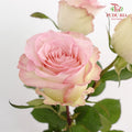 Rose Swan - (15 Stems)