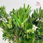 Podocarpus Ju Hua