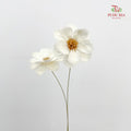 Dry New Wax Flower - White