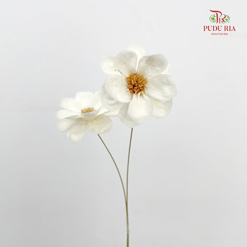 Dry New Wax Flower - White
