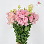 Eustoma Wave Light Pink - (12-15 Stems)