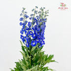 Delphinium Short Blue 飞燕草 - (5 Stems)
