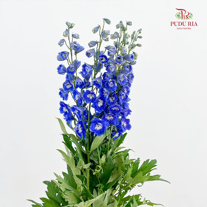 Delphinium Short Blue 飞燕草 - (5 Stems)