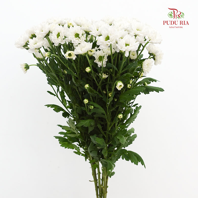 Chrysanthemum Calimero Pompom Rossi White - (10-12 Stems)