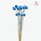 Preservative Craspedia - Blue