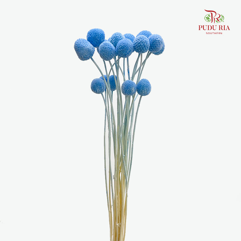 Preservative Craspedia - Blue
