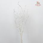 Preservative Eucalyptus Parvifolia - White