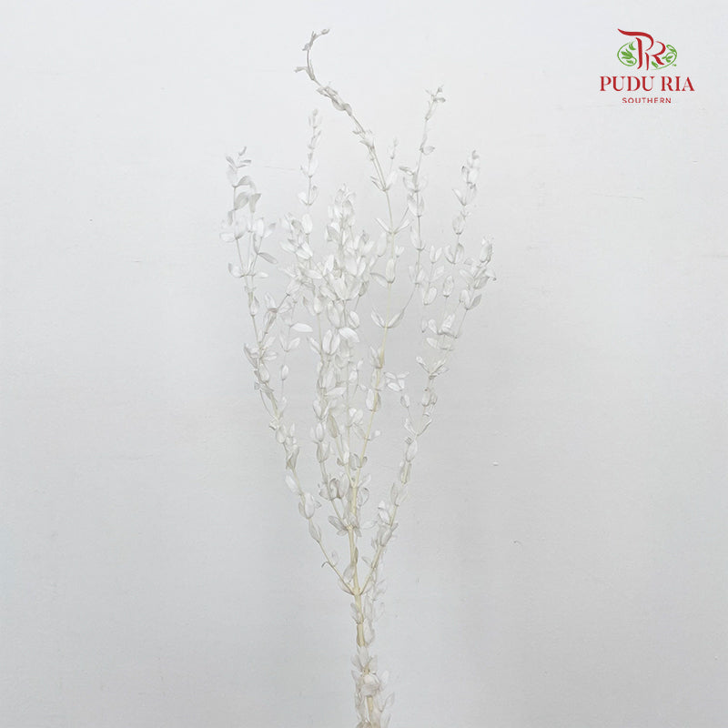 Preservative Eucalyptus Parvifolia - White